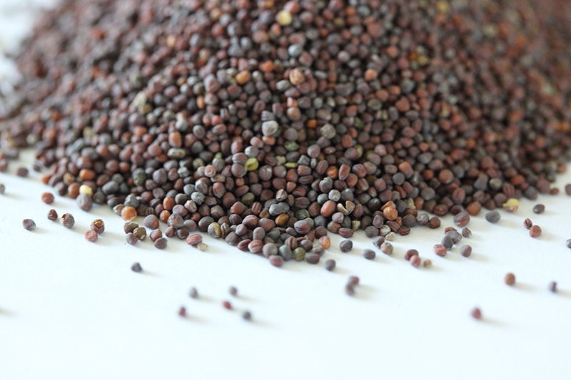 油菜<a href='http://www.fscangbo.com/' target='_blank'>種子</a> 油菜<a href='http://www.fscangbo.com/' target='_blank'>種子</a>