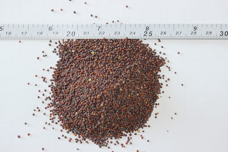 <a href='http://www.fscangbo.com/caohuazhongzi/17855.html' target='_blank'>油菜種子</a> <a href='http://www.fscangbo.com/caohuazhongzi/17855.html' target='_blank'>油菜種子</a>