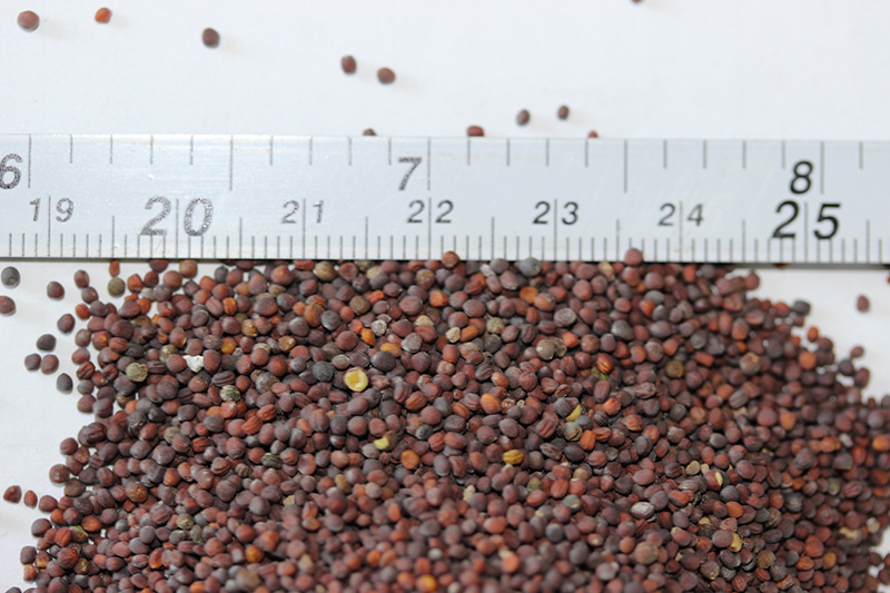 <a href='http://www.fscangbo.com/caohuazhongzi/17855.html' target='_blank'>油菜種子</a> <a href='http://www.fscangbo.com/caohuazhongzi/17855.html' target='_blank'>油菜種子</a>