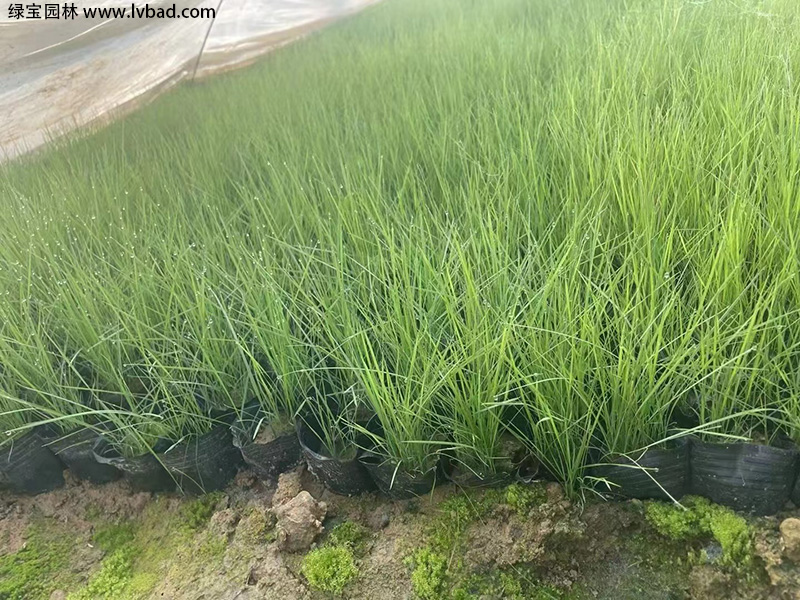 <a href='http://www.fscangbo.com/caohuazhongzi/16452.html' target='_blank'>粉黛亂子草</a>