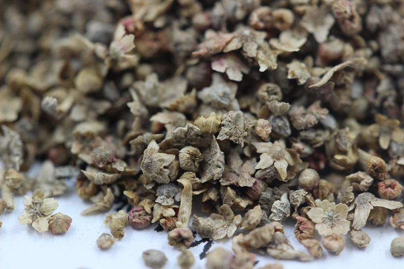 紅<a href='http://www.fscangbo.com/caohuazhongzi/1041.html' target='_blank'>地膚</a><a href='http://www.fscangbo.com/' target='_blank'>種子</a>