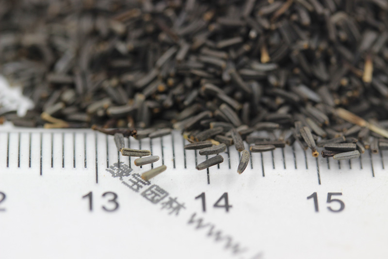 <a href='http://www.fscangbo.com/caohuazhongzi/1060.html' target='_blank'>黑心菊種子</a>