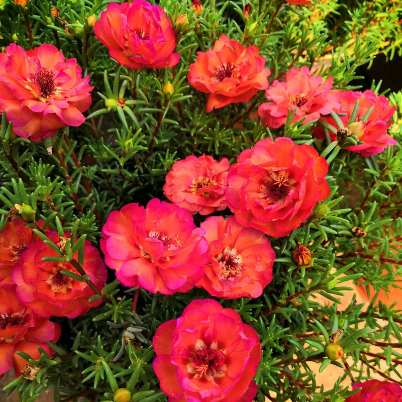 <a href='http://www.fscangbo.com/caohuazhongzi/16045.html' target='_blank'>太陽花</a><a href='http://www.fscangbo.com/' target='_blank'>種子</a> <a href='http://www.fscangbo.com/caohuazhongzi/16045.html' target='_blank'>太陽花種子</a>