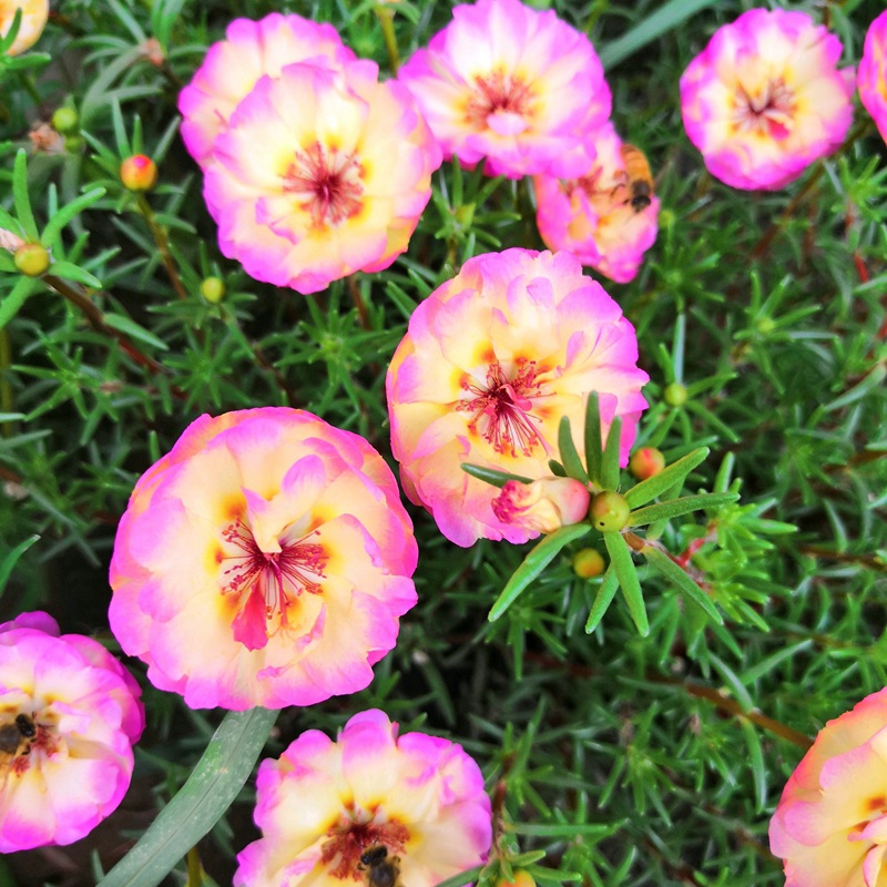 <a href='http://www.fscangbo.com/caohuazhongzi/16045.html' target='_blank'>太陽花種子</a> <a href='http://www.fscangbo.com/caohuazhongzi/16045.html' target='_blank'>太陽花</a><a href='http://www.fscangbo.com/' target='_blank'>種子</a>