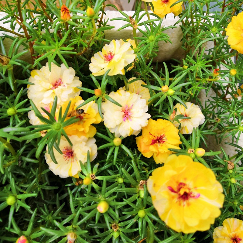 <a href='http://www.fscangbo.com/caohuazhongzi/16045.html' target='_blank'>太陽花種子</a> 太陽花<a href='http://www.fscangbo.com/' target='_blank'>種子</a>