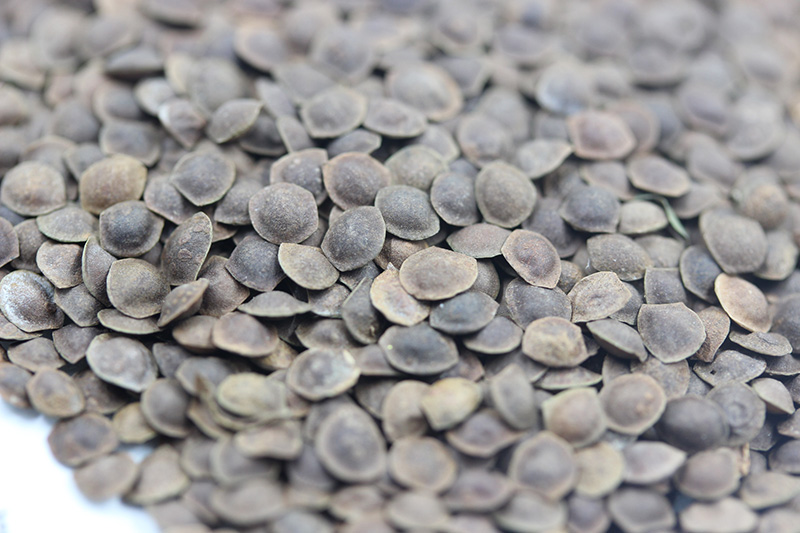 <a href='http://www.fscangbo.com/caohuazhongzi/1058.html' target='_blank'>含羞草種子</a>