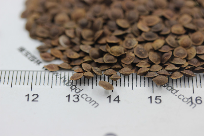 <a href='http://www.fscangbo.com/caohuazhongzi/1058.html' target='_blank'>含羞草</a><a href='http://www.fscangbo.com/' target='_blank'>種子</a>