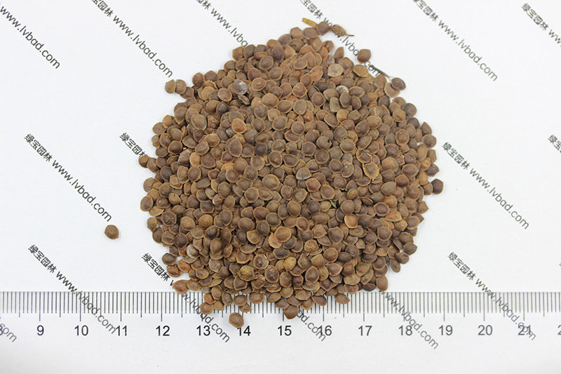 <a href='http://www.fscangbo.com/caohuazhongzi/1058.html' target='_blank'>含羞草種子</a>