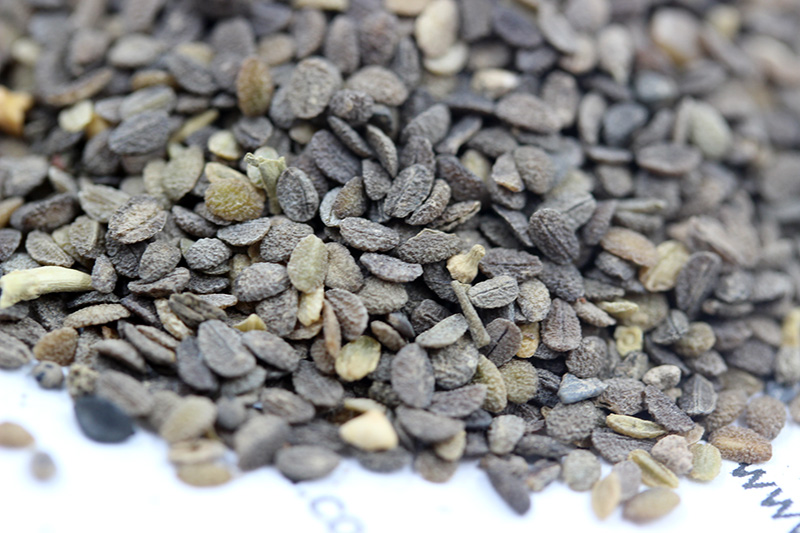 福祿考<a href='http://www.fscangbo.com/' target='_blank'>種子</a>