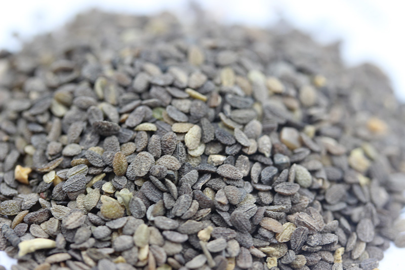 福祿考<a href='http://www.fscangbo.com/' target='_blank'>種子</a>