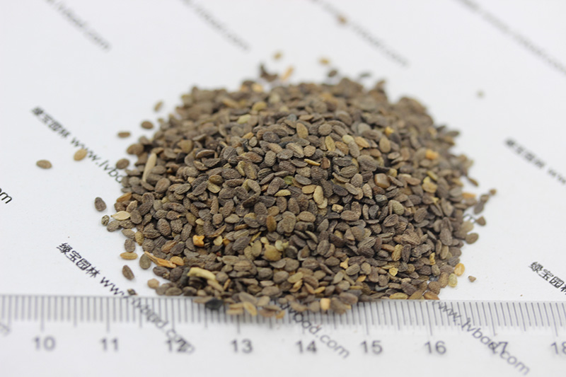 福祿考<a href='http://www.fscangbo.com/' target='_blank'>種子</a>