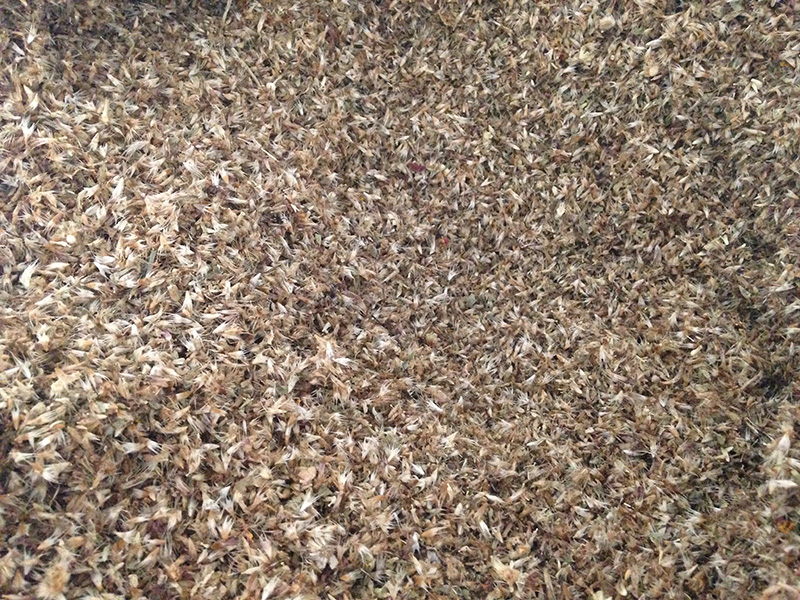 <a href='http://www.fscangbo.com/caohuazhongzi/16044.html' target='_blank'>天人菊種子</a>