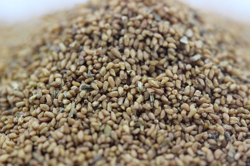 月見草<a href='http://www.fscangbo.com/' target='_blank'>種子</a>