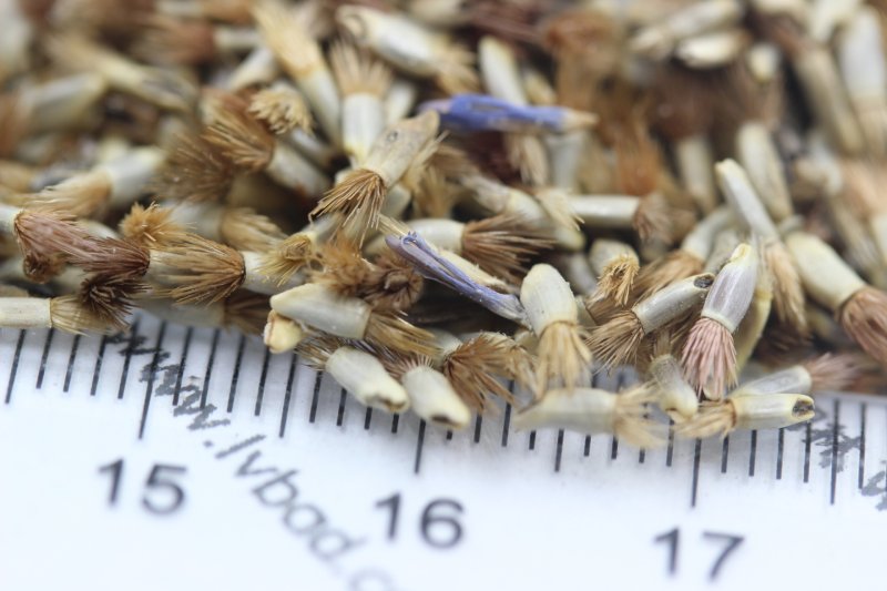 <a href='http://www.fscangbo.com/caohuazhongzi/1624.html' target='_blank'>矢車菊</a><a href='http://www.fscangbo.com/' target='_blank'>種子</a>