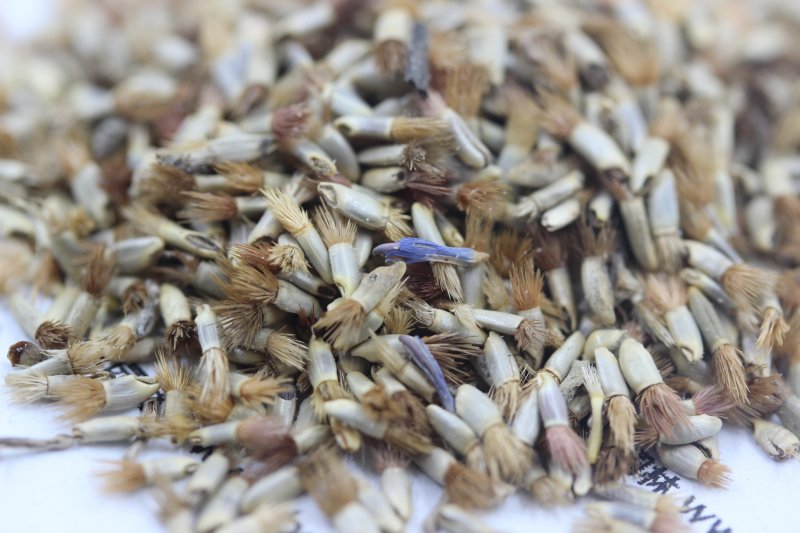 <a href='http://www.fscangbo.com/caohuazhongzi/1624.html' target='_blank'>矢車菊種子</a>