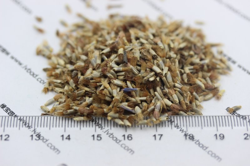 <a href='http://www.fscangbo.com/caohuazhongzi/1624.html' target='_blank'>矢車菊種子</a>