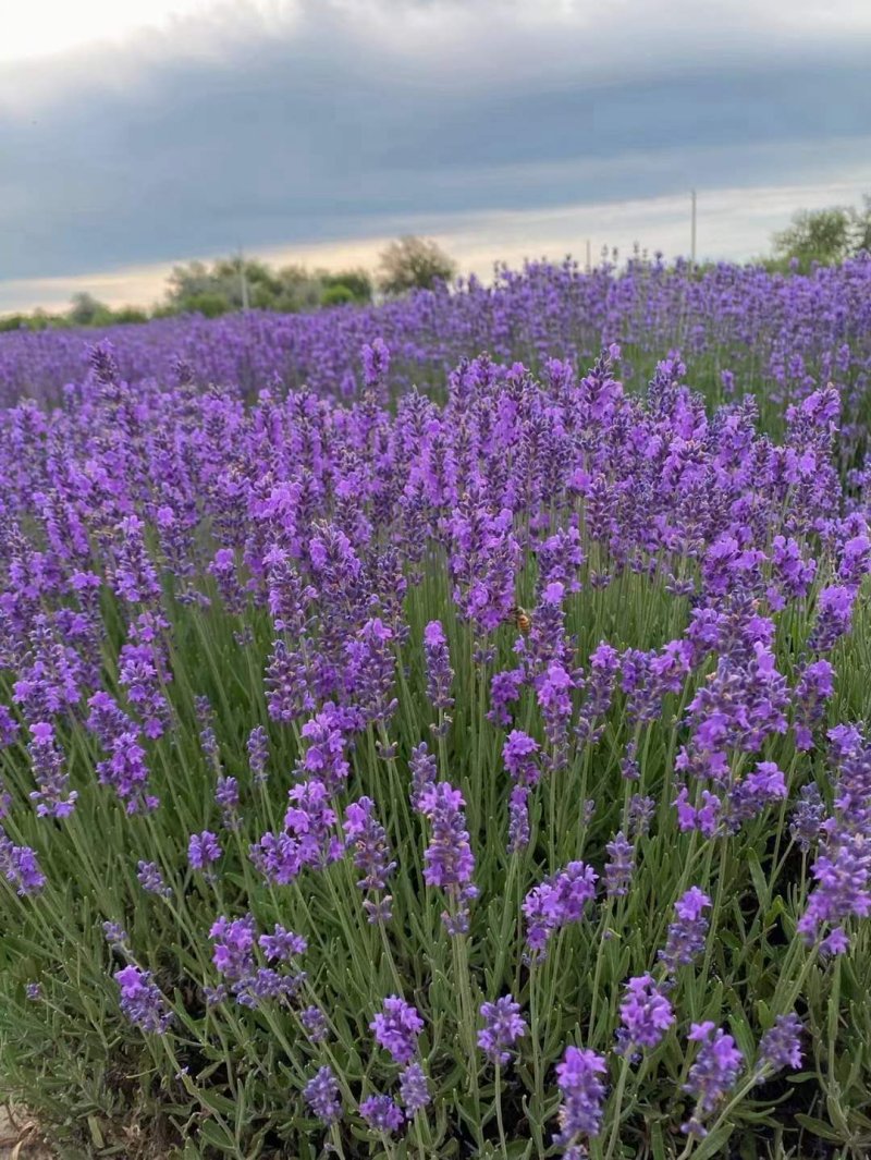 薰衣草開花大面積圖片 薰衣草開花大面積圖片