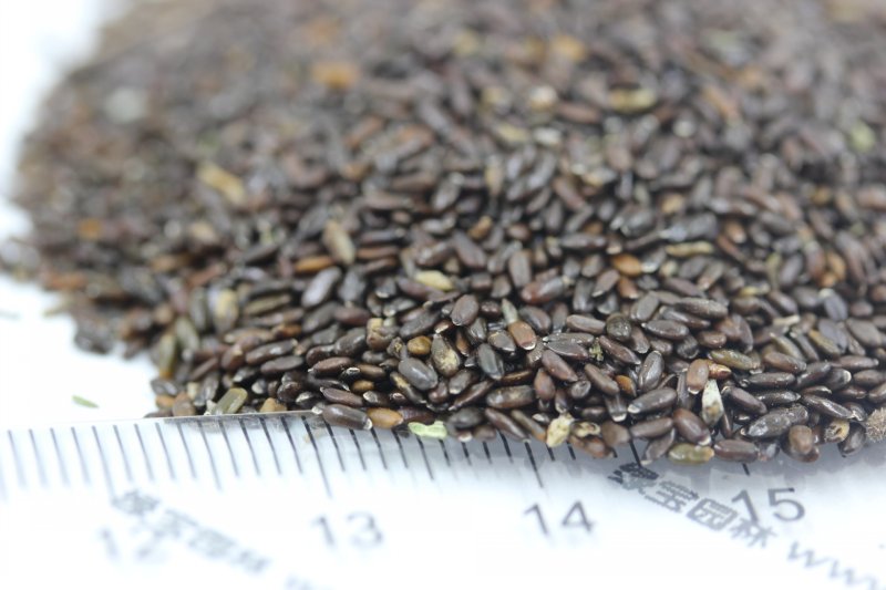 <a href='http://www.fscangbo.com/caohuazhongzi/1645.html' target='_blank'>薰衣草</a><a href='http://www.fscangbo.com/' target='_blank'>種子</a> <a href='http://www.fscangbo.com/caohuazhongzi/1645.html' target='_blank'>薰衣草種子</a>