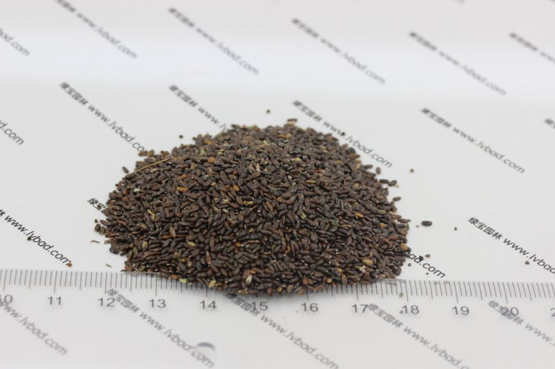 <a href='http://www.fscangbo.com/caohuazhongzi/1645.html' target='_blank'>薰衣草</a><a href='http://www.fscangbo.com/' target='_blank'>種子</a> <a href='http://www.fscangbo.com/caohuazhongzi/1645.html' target='_blank'>薰衣草種子</a>