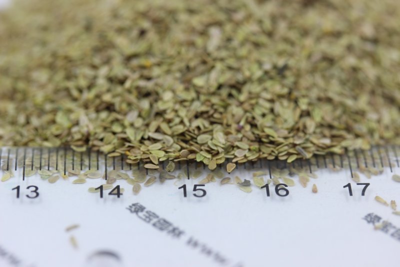 <a href='http://www.fscangbo.com/caohuazhongzi/1032.html' target='_blank'>雛菊種子</a>