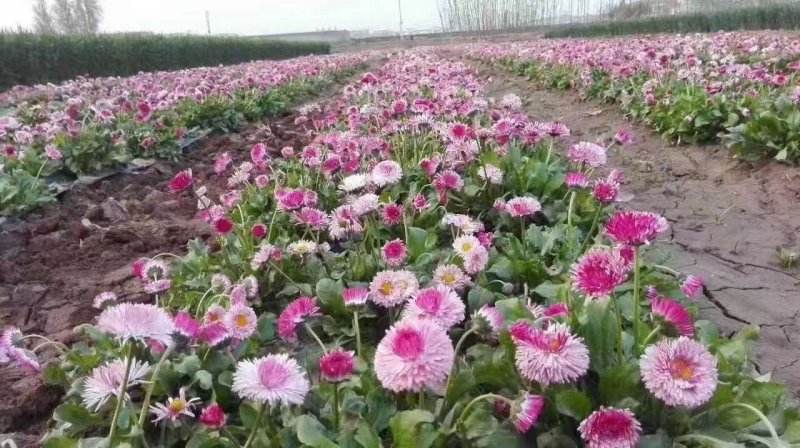 雛菊開花圖片 雛菊開花圖片