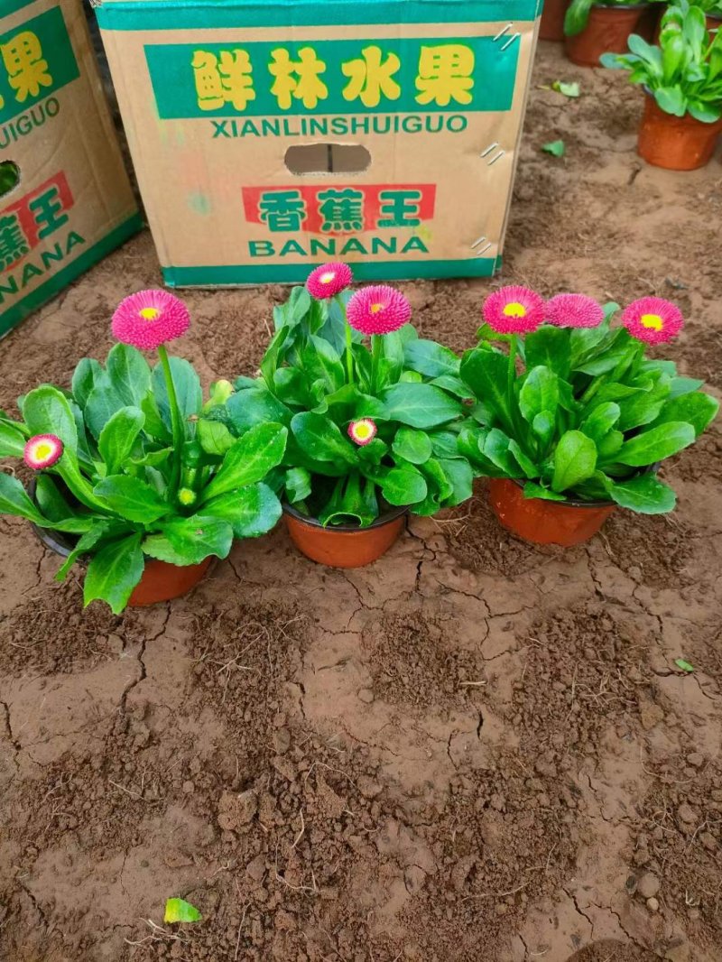 盆栽雛菊苗開花圖片 盆栽雛菊苗開花圖片