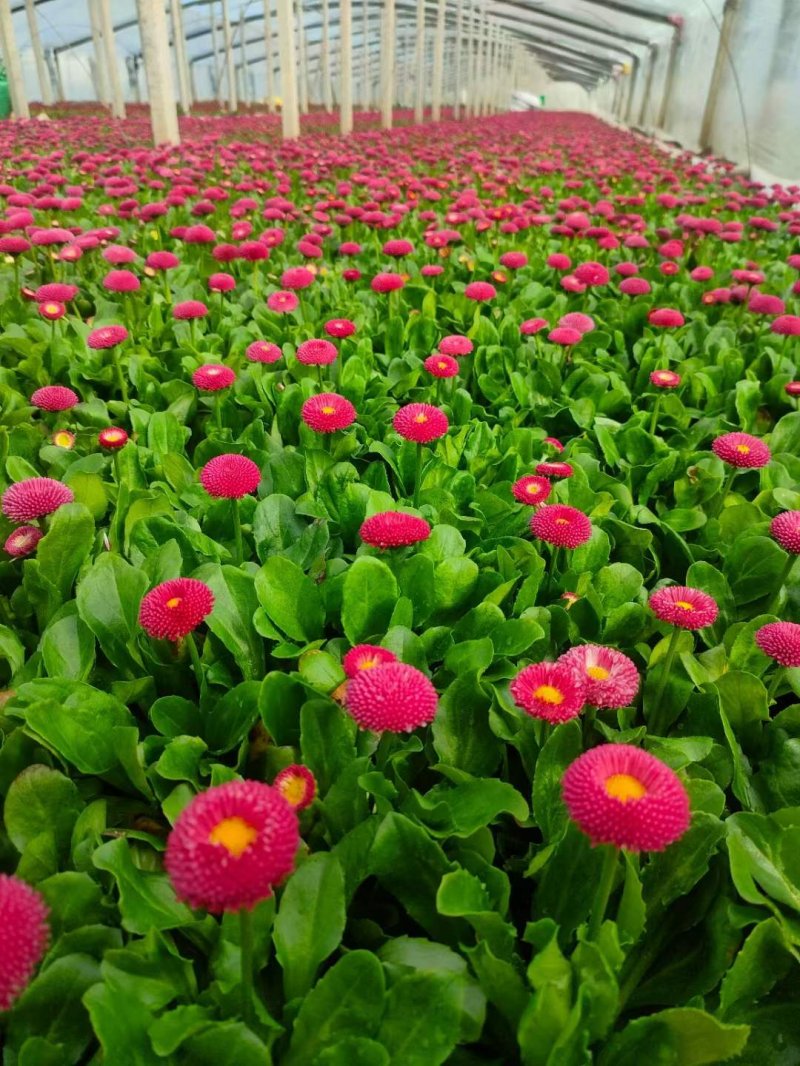 盆栽雛菊苗開花圖片 盆栽雛菊苗開花圖片