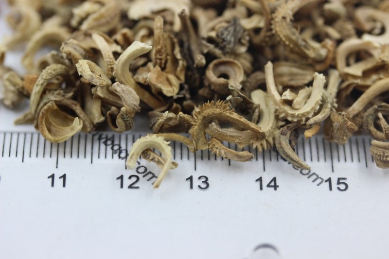 <a href='http://www.fscangbo.com/caohuazhongzi/1571.html' target='_blank'>金盞菊種子</a>圖片