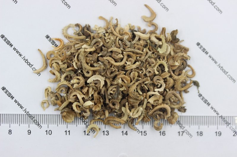 <a href='http://www.fscangbo.com/caohuazhongzi/1571.html' target='_blank'>金盞菊種子</a>圖片