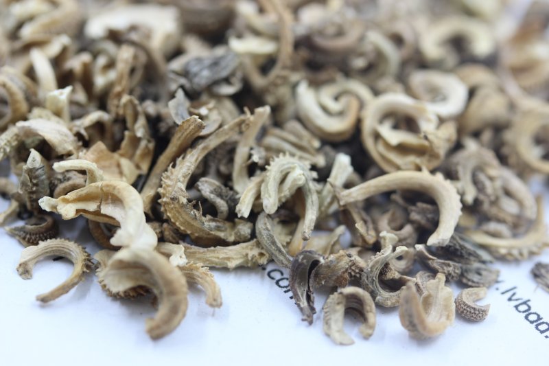 <a href='http://www.fscangbo.com/caohuazhongzi/1571.html' target='_blank'>金盞菊</a><a href='http://www.fscangbo.com/' target='_blank'>種子</a>圖片