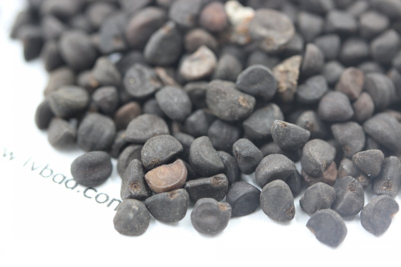 <a href='http://www.fscangbo.com/caohuazhongzi/1613.html' target='_blank'>牽?；?/a><a href='http://www.fscangbo.com/' target='_blank'>種子</a>