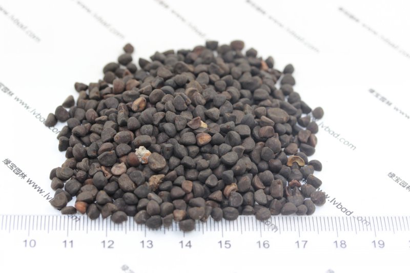 <a href='http://www.fscangbo.com/caohuazhongzi/1613.html' target='_blank'>牽?；ǚN子</a>