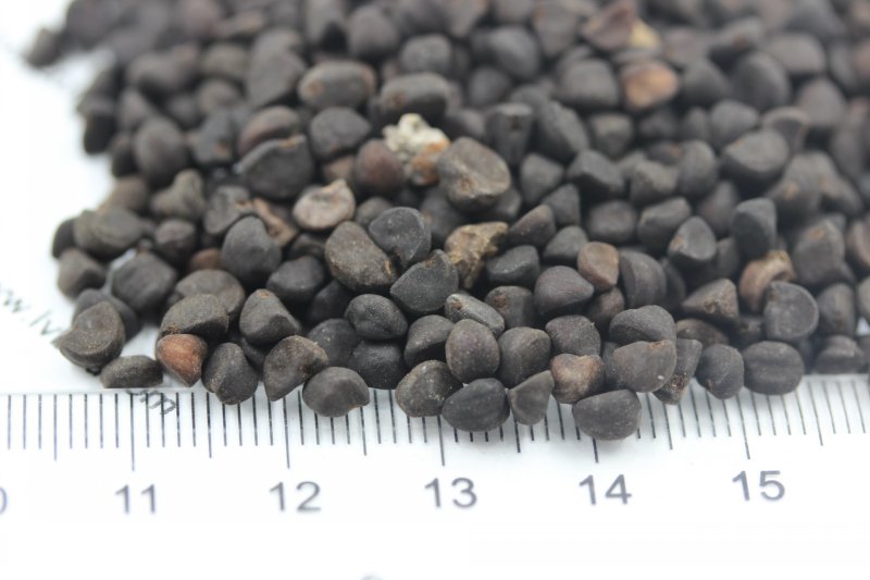 <a href='http://www.fscangbo.com/caohuazhongzi/1613.html' target='_blank'>牽?；ǚN子</a>