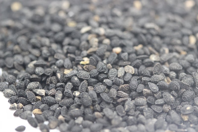 <a href='http://www.fscangbo.com/caohuazhongzi/1061.html' target='_blank'>黑種草種子</a>