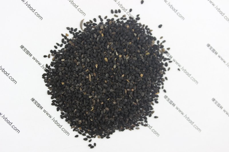 <a href='http://www.fscangbo.com/caohuazhongzi/1061.html' target='_blank'>黑種草種子</a>