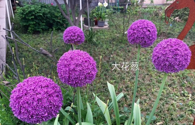 采收<a href='http://www.fscangbo.com/caohuazhongzi/1035.html' target='_blank'>大花蔥種球</a>