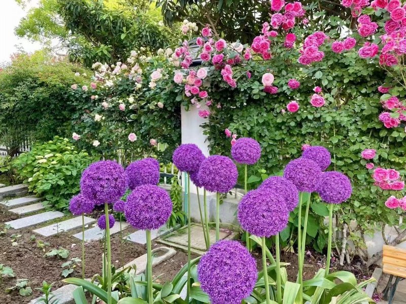 采收<a href='http://www.fscangbo.com/caohuazhongzi/1035.html' target='_blank'>大花蔥種球</a>