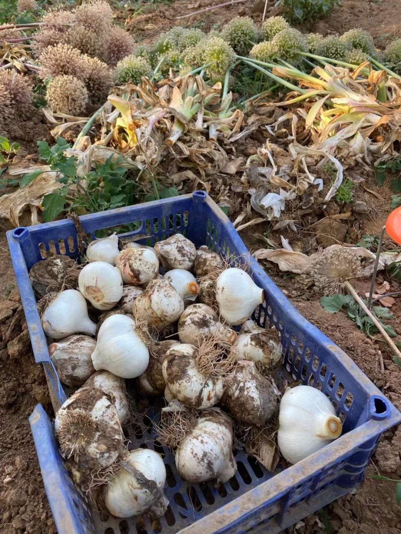 采收<a href='http://www.fscangbo.com/caohuazhongzi/1039.html' target='_blank'>大花蔥</a>種球