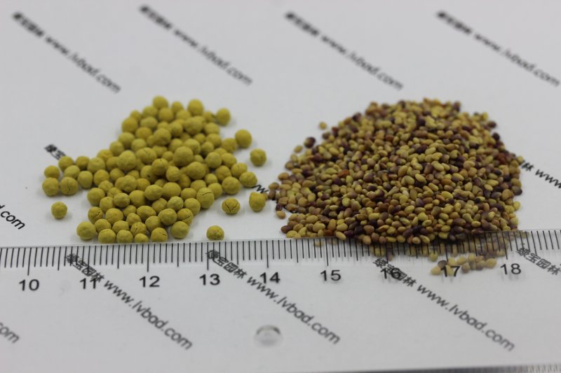 凈種裸種和包衣丸化種子對(duì)比圖片
