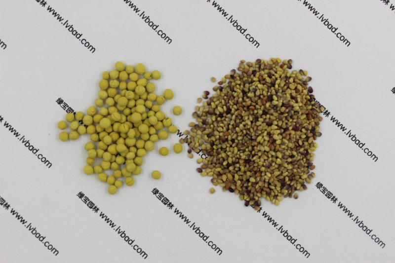 凈種裸種和包衣丸化種子對(duì)比圖片