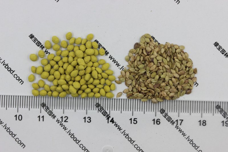 百喜草種子 百喜草種子