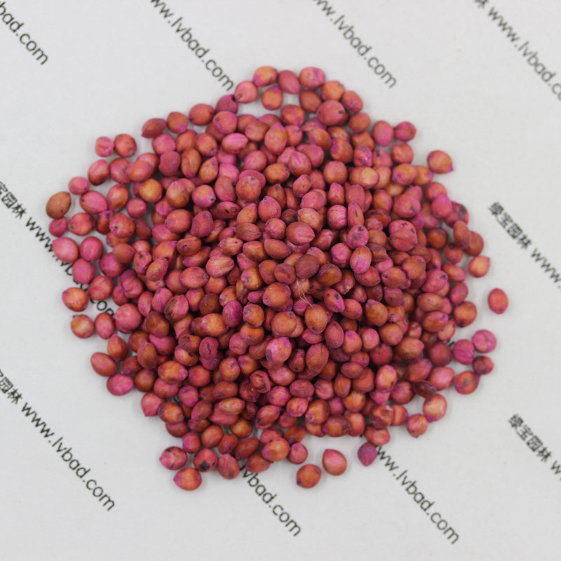 <a href='http://www.fscangbo.com/mucaozhongzi/4.html' target='_blank'>高丹草</a><a href='http://www.fscangbo.com/' target='_blank'>種子</a>