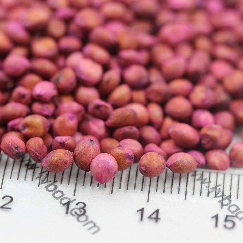 <a href='http://www.fscangbo.com/mucaozhongzi/4.html' target='_blank'>高丹草種子</a>