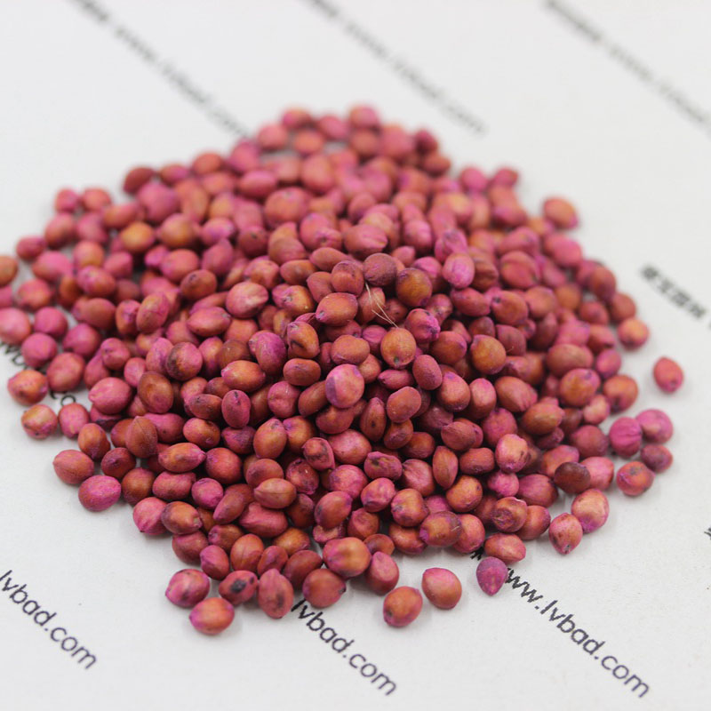 高丹草<a href='http://www.fscangbo.com/' target='_blank'>種子</a>