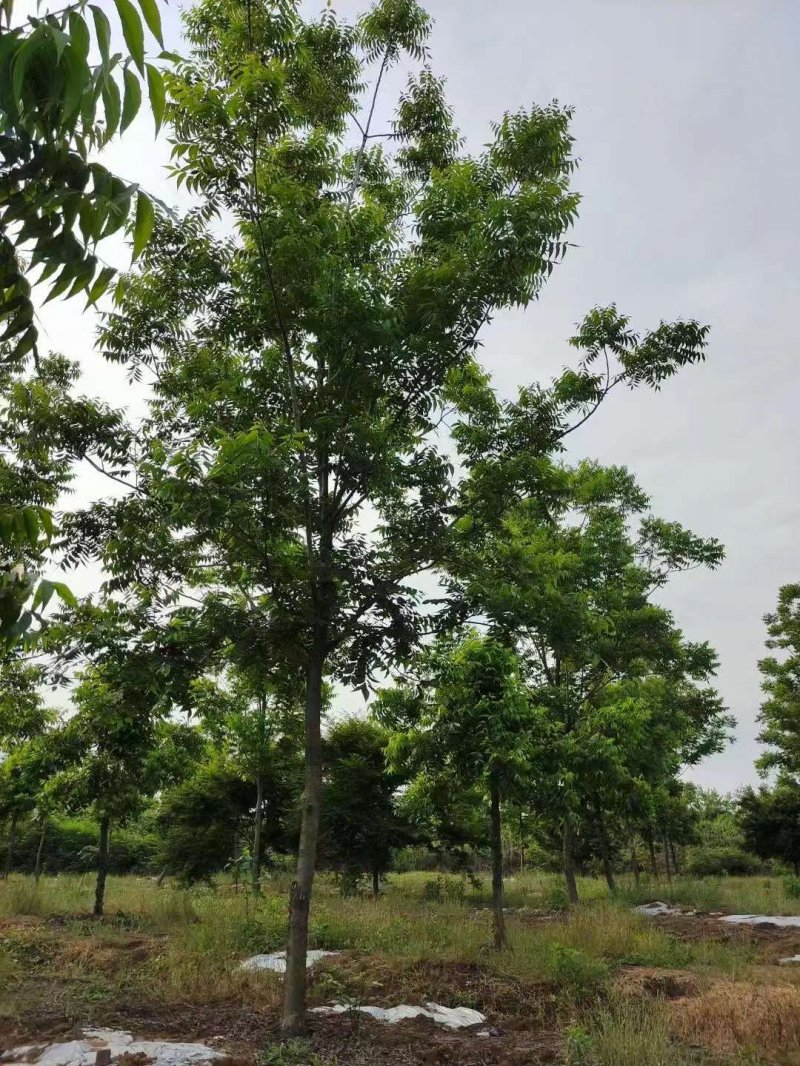 核<a href='http://www.fscangbo.com/linmuzhongzi/1723.html' target='_blank'>桃樹</a> 核<a href='http://www.fscangbo.com/linmuzhongzi/1723.html' target='_blank'>桃樹</a>