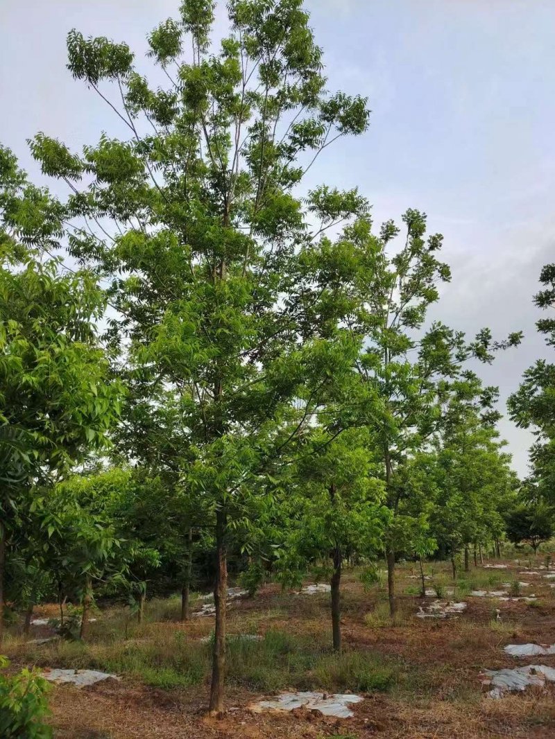 核<a href='http://www.fscangbo.com/linmuzhongzi/1723.html' target='_blank'>桃樹</a> 核<a href='http://www.fscangbo.com/linmuzhongzi/1723.html' target='_blank'>桃樹</a>