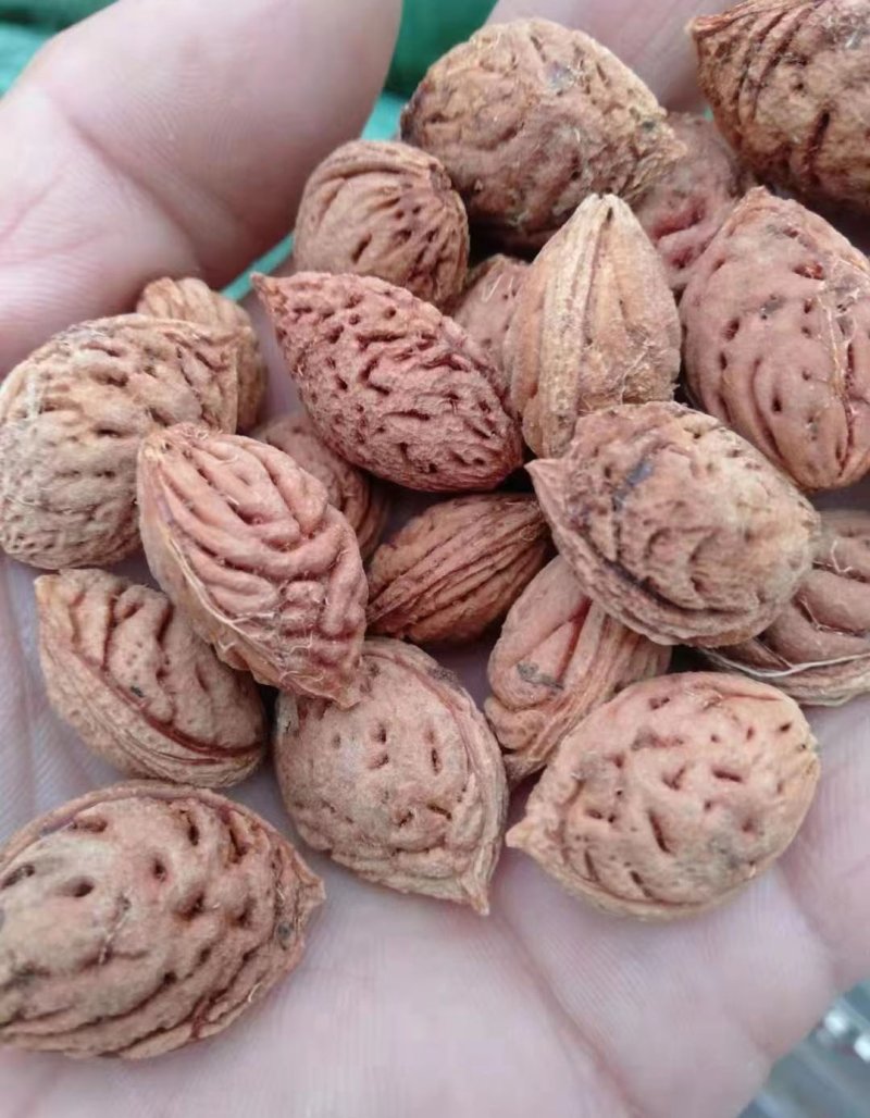 <a href='http://www.fscangbo.com/guoshuzhongzi/1877.html' target='_blank'>毛桃種子</a> <a href='http://www.fscangbo.com/guoshuzhongzi/1877.html' target='_blank'>毛桃種子</a>