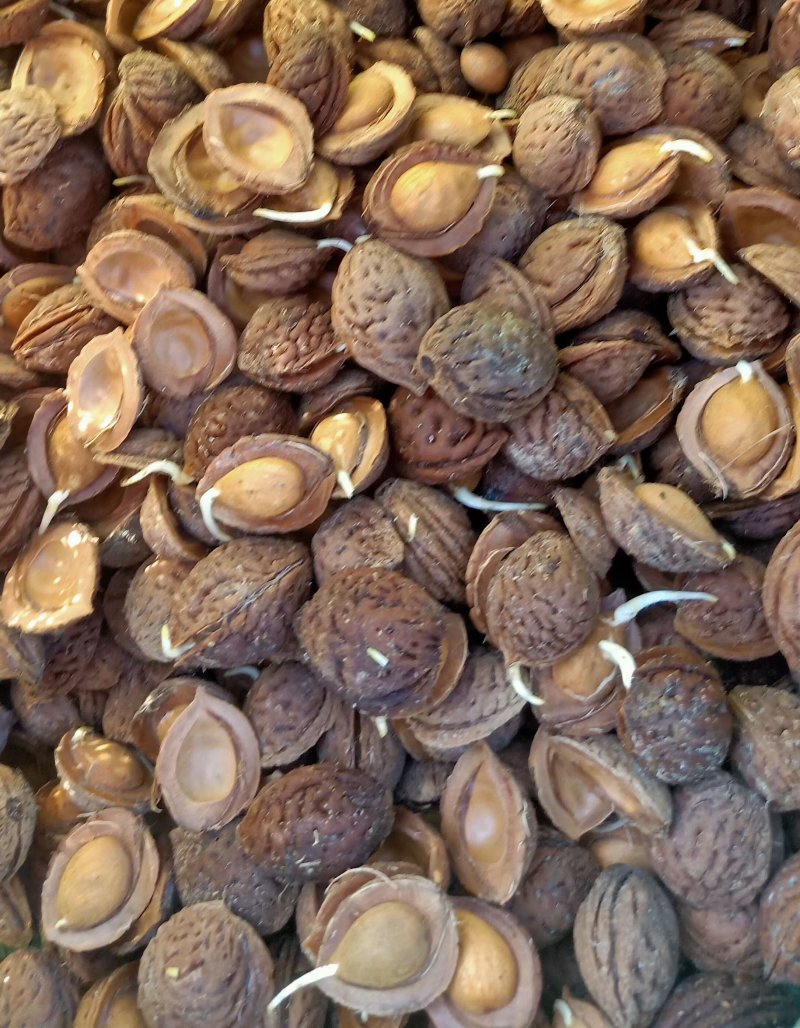 <a href='http://www.fscangbo.com/guoshuzhongzi/1877.html' target='_blank'>毛桃</a><a href='http://www.fscangbo.com/' target='_blank'>種子</a> <a href='http://www.fscangbo.com/guoshuzhongzi/1877.html' target='_blank'>毛桃</a><a href='http://www.fscangbo.com/' target='_blank'>種子</a>