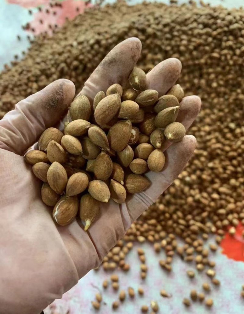 毛桃<a href='http://www.fscangbo.com/' target='_blank'>種子</a> 毛桃<a href='http://www.fscangbo.com/' target='_blank'>種子</a>