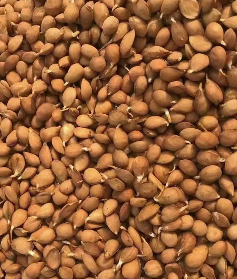 <a href='http://www.fscangbo.com/guoshuzhongzi/1877.html' target='_blank'>毛桃種子</a> <a href='http://www.fscangbo.com/guoshuzhongzi/1877.html' target='_blank'>毛桃種子</a>